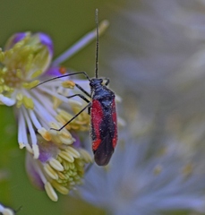 Dionconotus confluens