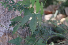 Ipomoea neei