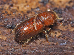 Dryocoetes autographus