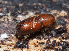Dryocoetes autographus