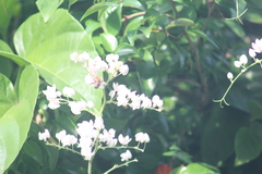 Melipona scutellaris