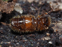 Dryocoetes autographus