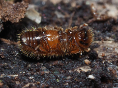 Dryocoetes autographus