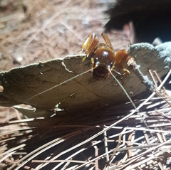 Stenopelmatus piceiventris