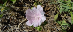 Malva hispanica