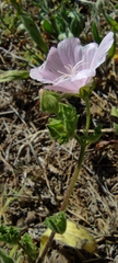 Malva hispanica
