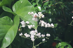 Melipona scutellaris
