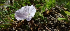 Malva hispanica