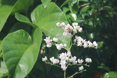 Melipona scutellaris
