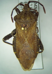 Piezogaster tetricus