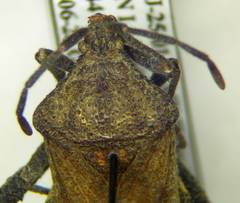 Piezogaster tetricus