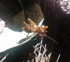 Stenopelmatus piceiventris