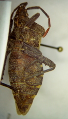 Piezogaster tetricus