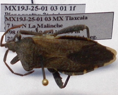 Piezogaster tetricus