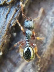 Myrmecina graminicola