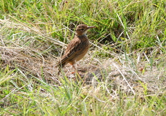 Chersomanes albofasciata
