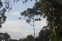 Cecropia palmata