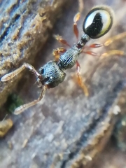 Myrmecina graminicola