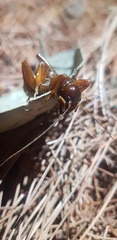 Stenopelmatus piceiventris