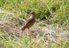 Chersomanes albofasciata