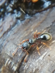 Myrmecina graminicola