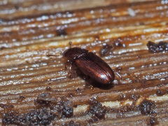 Cerylon ferrugineum