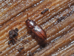 Cerylon ferrugineum