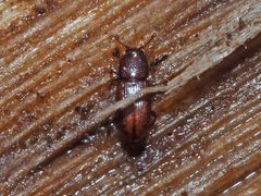 Cerylon ferrugineum