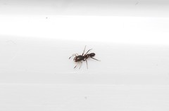 Leptorchestes mutilloides