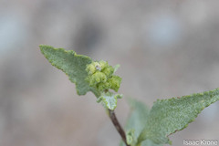 Ambrosia ambrosioides