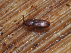 Cerylon ferrugineum