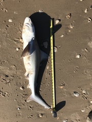 Carcharhinus plumbeus