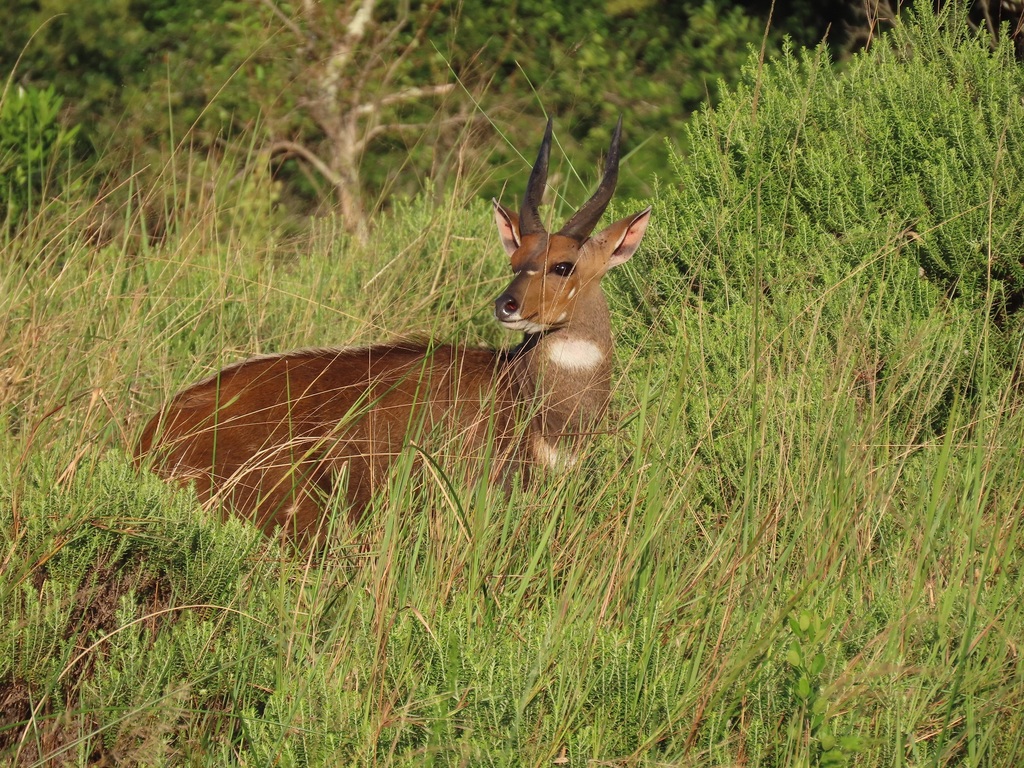 Southern Bushbuck From Isimangaliso,, South Africa On April 11, 2021 At 