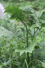 Solanum stramoniifolium
