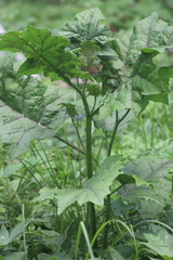 Solanum stramoniifolium