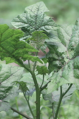 Solanum stramoniifolium