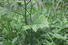 Solanum stramoniifolium