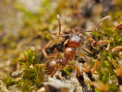 Aphaenogaster subterranea