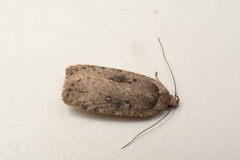Agonopterix argillacea