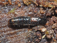 Gabrius splendidulus