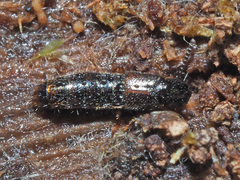 Gabrius splendidulus