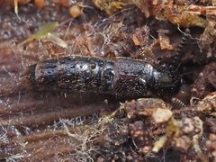 Gabrius splendidulus