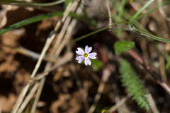 Microsteris gracilis