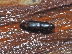 Rhizophagus bipustulatus