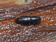 Rhizophagus bipustulatus