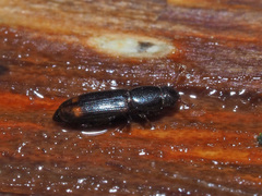 Rhizophagus bipustulatus