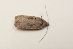 Agonopterix argillacea