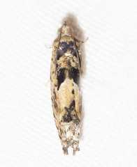 Pseudexentera hodsoni