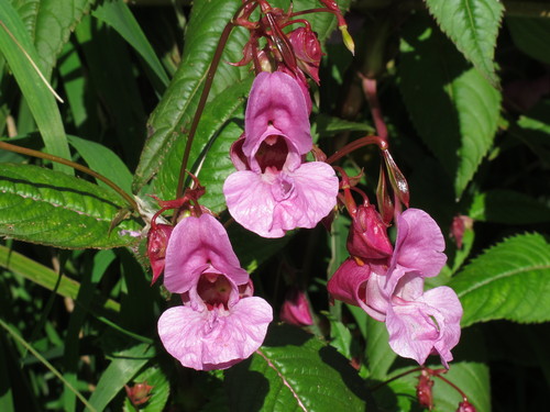 Impatiens glandulifera