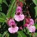 Impatiens glandulifera - Photo (c) John Barkla, μερικά δικαιώματα διατηρούνται (CC BY), uploaded by John Barkla